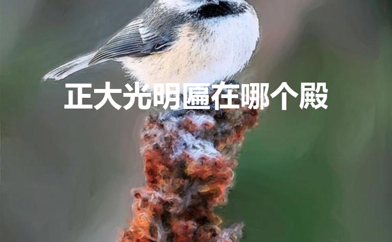 匾額放在哪 正大光明匾在哪個(gè)殿（故宮正大光明”匾額,在故宮的哪里）